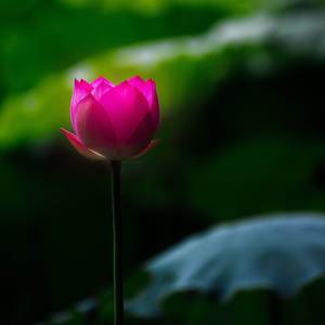 佛曲【情是自己種下的蓮花】唱盡了前世今世的無奈