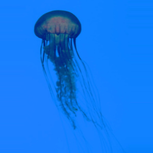 Jellyfish