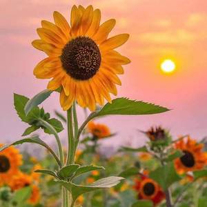 差三岁（cover）（翻自 Jam）