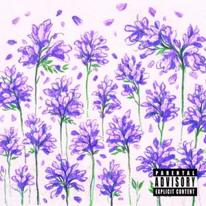 Jacarandas