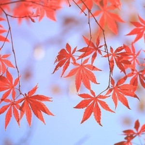 我还记得那天（惆怅的枫叶）