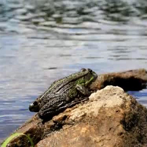 JaapieDeEenzameKikker (feat. Nicky Troost & Timo Fluit)