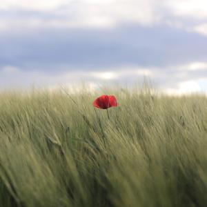 The Enchanted Forest