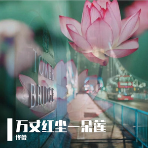 万丈红尘一朵莲