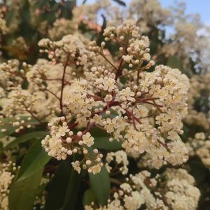 晚来客（cover：不才）