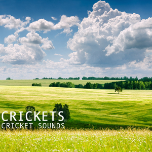 Crickets (Nature Music and Sounds of Nature for Sound Therapy, Reiki, Tai Chi, Kung Fu)