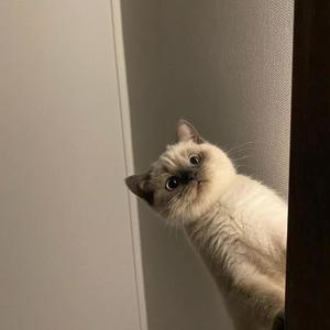 欧巴我们一起 谈恋爱