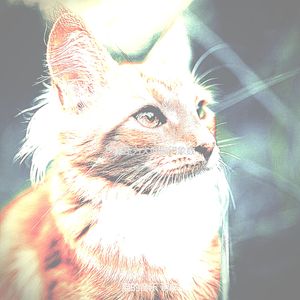 微妙的放松的猫心情