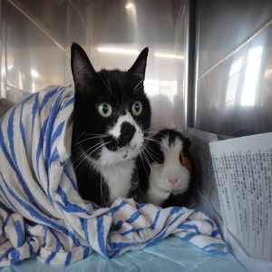 モンスターペイシェント