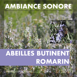Ambiance Sonore - Abeilles Butinent Romarin