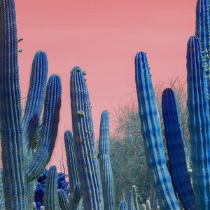 Oasis