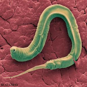 Phanerosteon (Remix Version)