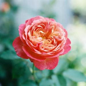 就让这大雨全都落下 (Remix)