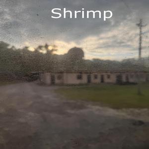 Shrimp