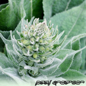 Auspice (Original Mix)