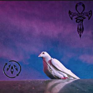 birds cant fly backwards