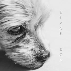 Black Dog