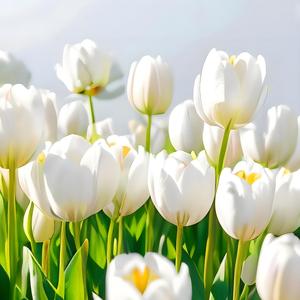 情书・雪国之忆