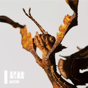 飘