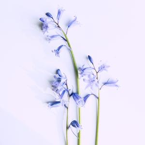 Bluebells
