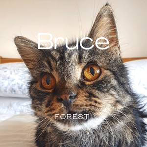 Bruce