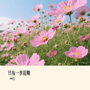 只有一季花期