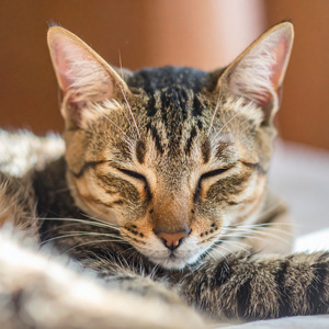 Melodas Lofi, Suave Consuelo