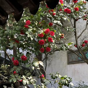 思念似困兽犹斗