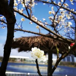 星星和樱花在春天盛开!