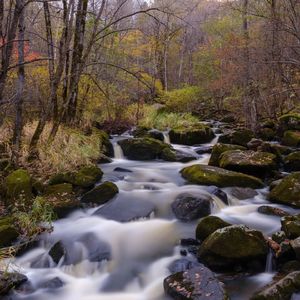 《竖琴与自然音中的萌宠治愈时光》06