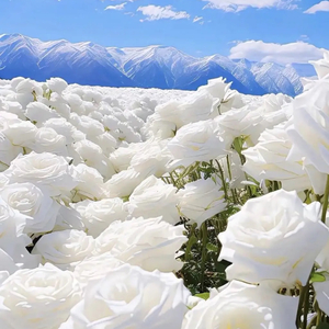 我是不是你的最爱