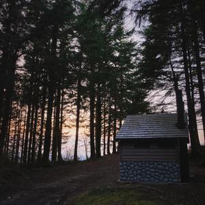 Between The Forest And The Trees