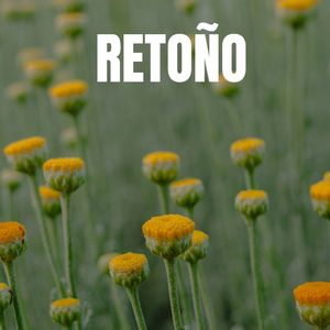 RETOÑO