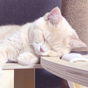 盗将行（超撩男版）