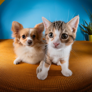 En Sintonía Con Los Ojos Suaves