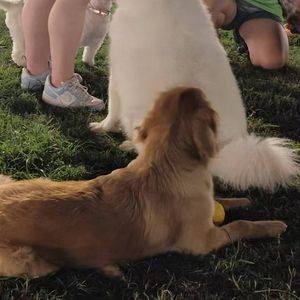 Скуби-Ду!（史酷比狗）