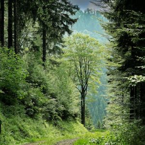 晨雾轻扬（治愈钢琴曲）