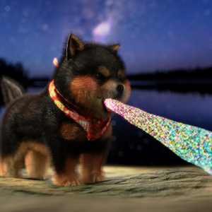 Elephants at the Zoo