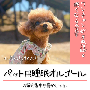 愛犬とお昼寝タイムにやさしい音楽を