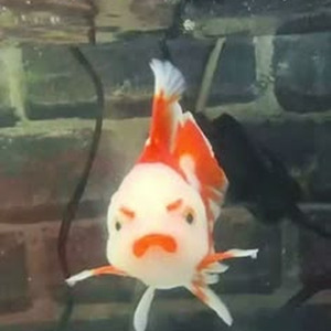 Hadal Ahbek (sped up)