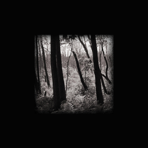 Fallen Petals Race Down a Mountain Stream