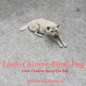 小土狗 Little Chinese Rural Dog