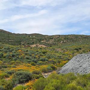 My mother, the rose of my heart