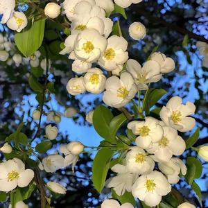 说谎（林宥嘉）-翻唱原声