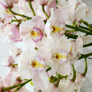 Cymbidium