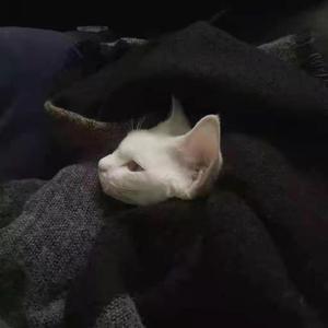 夜空中最亮的星