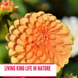 Welcoming Dawn Forest