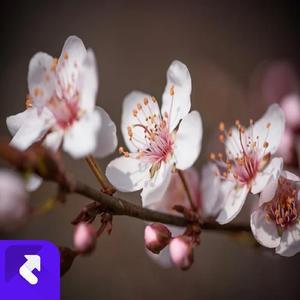 玫瑰鹤唳(1) (现场)