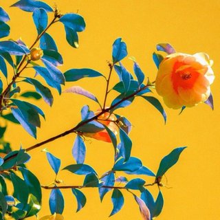 现代青年复古style：来和我一起摇摆～