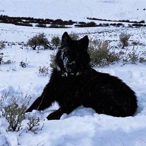 Falling Freestyle (feat. Sinik)